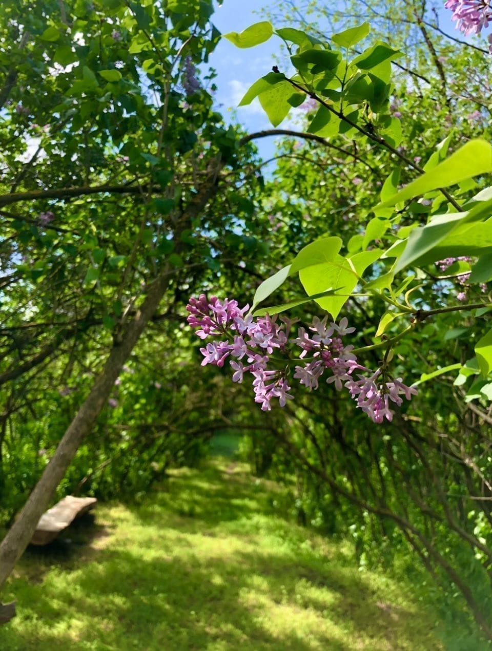 Natură la Domeniile Murani
